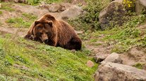 Grizzly Bär, ZOOM Erlebniswelt, Gelsenkirchen