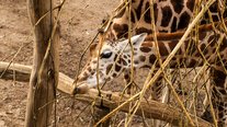 Giraffe, ZOOM Erlebniswelt, Gelsenkirchen
